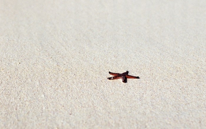 A small starfish on a sandy beach