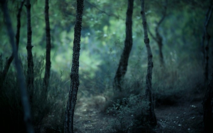 Trees in a misty forest