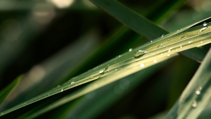 Close-up of green leaves with water droplets