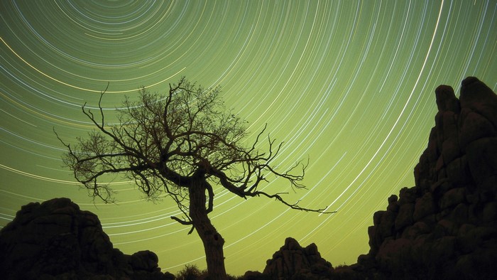 Star trails over a lone tree and rock formations