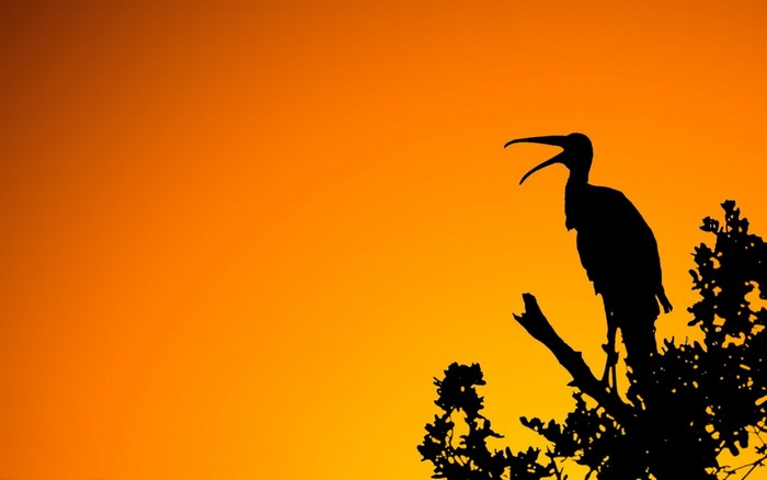 Silhouette of a bird on a branch at sunset