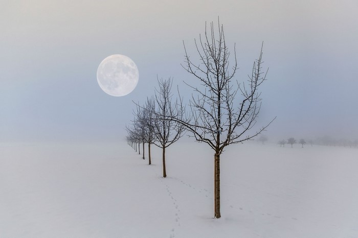 Bare trees in snow under a full moon and mist