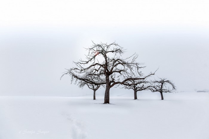 Bare trees in a snowy landscape