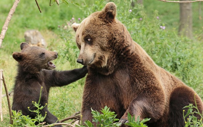 Brown bear cub playfully interacting with its mother