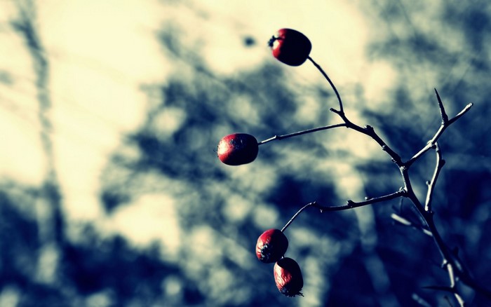 Red berries on a branch with blurred background