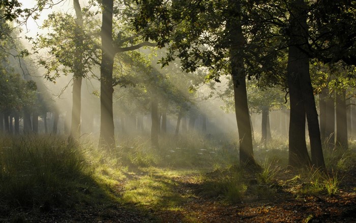 Sun rays filtering through trees in a misty forest