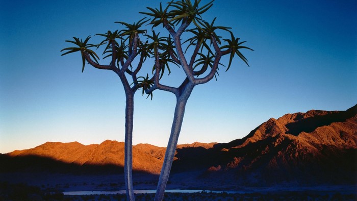 Quiver trees in a desert landscape at sunset