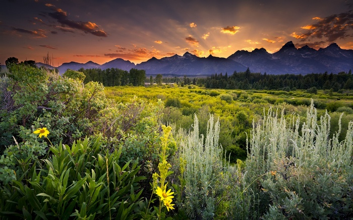Sunset over mountains and a meadow with flowers