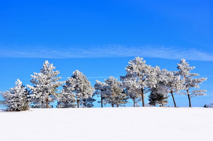Snow-covered pine trees under a bright blue sky