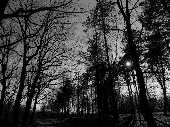 Monochrome forest with sunbeams through trees