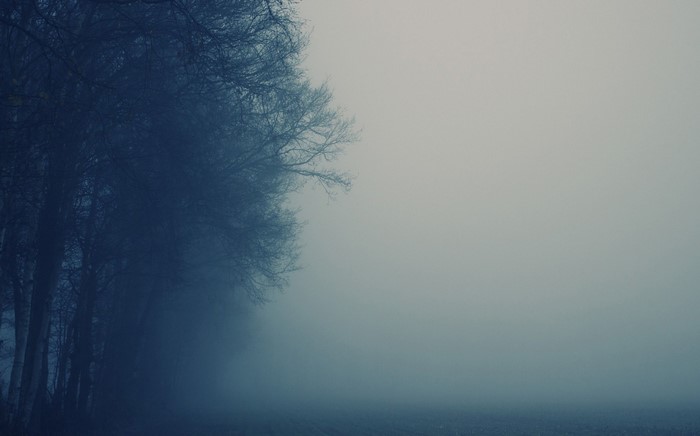 Trees in fog on a misty morning