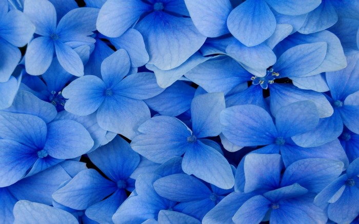 Close-up of blue hydrangea flowers