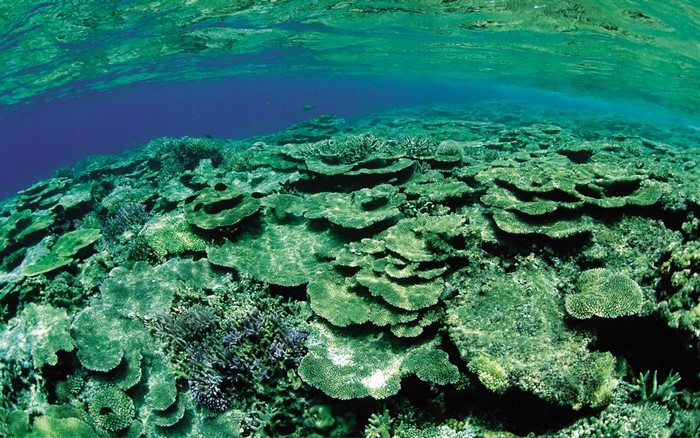 Underwater coral reef ecosystem with clear blue water