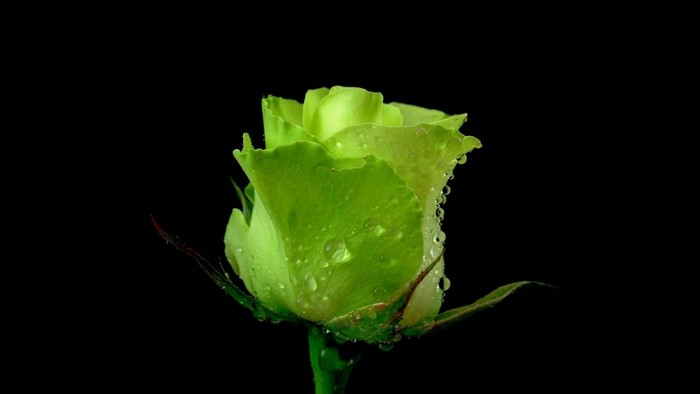 Green rose with water drops on black background