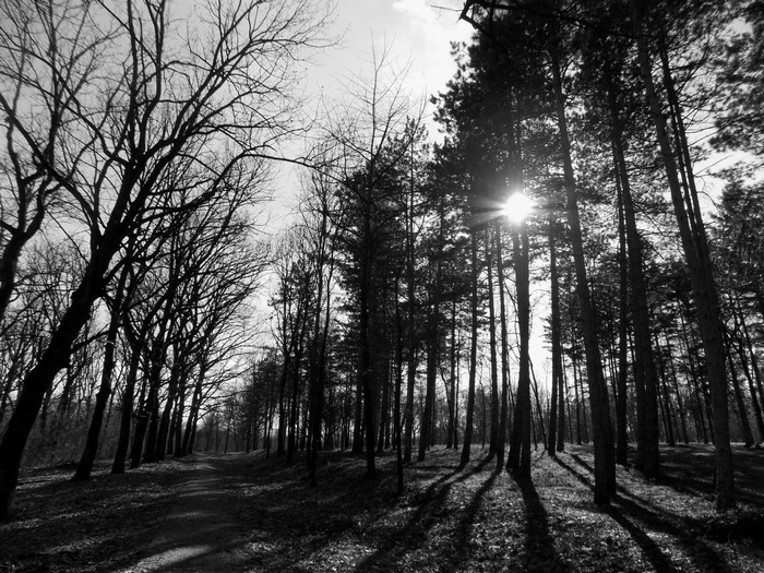 Sunlight filtering through trees in a forest