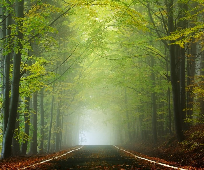 Road through a misty forest with green trees