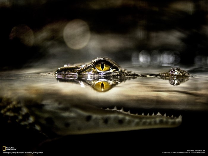 Crocodile eyes reflected in water