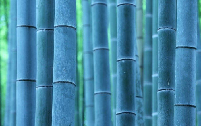 Close-up of blue-green bamboo stalks in a forest