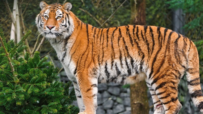 Tiger standing in a forest