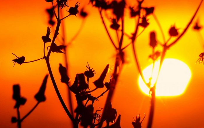 Silhouette of plants against a vibrant sunset