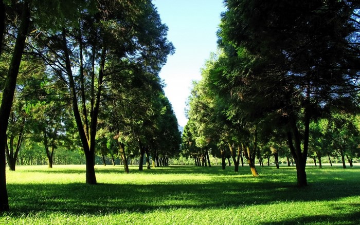 A sunlit park with rows of tall trees and green grass