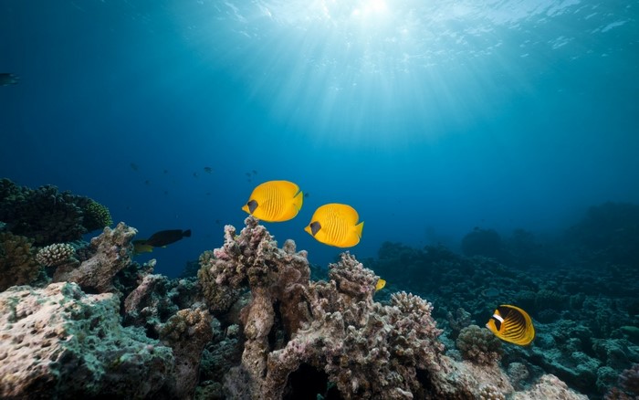 Yellow butterflyfish swim near coral reef with sun rays