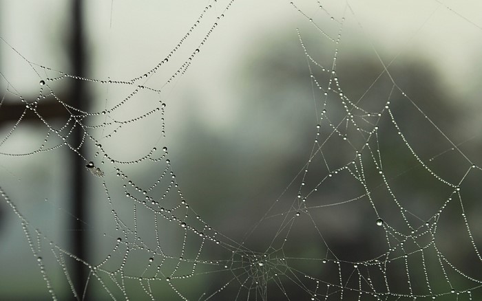 Close-up of a spider web with water drops