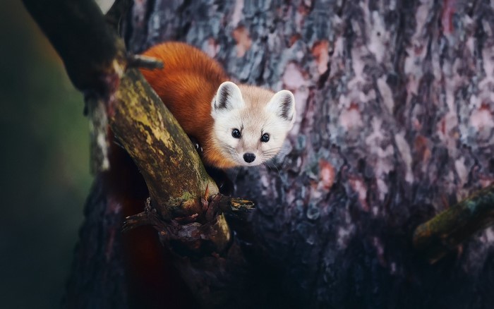 Pine marten on a tree branch