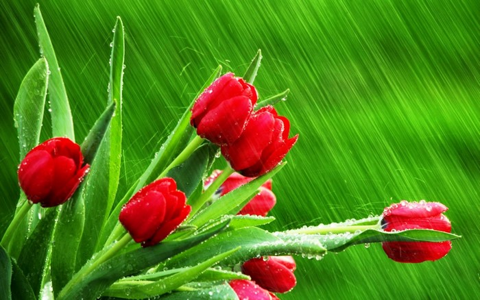 Red tulips with water drops in the rain