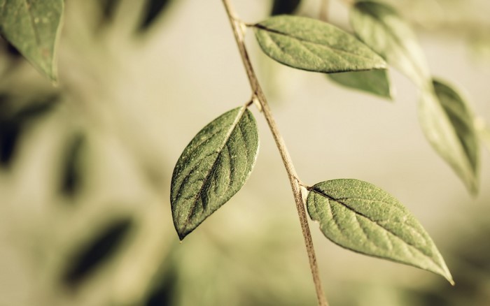 Close-up of green leaves on a branch