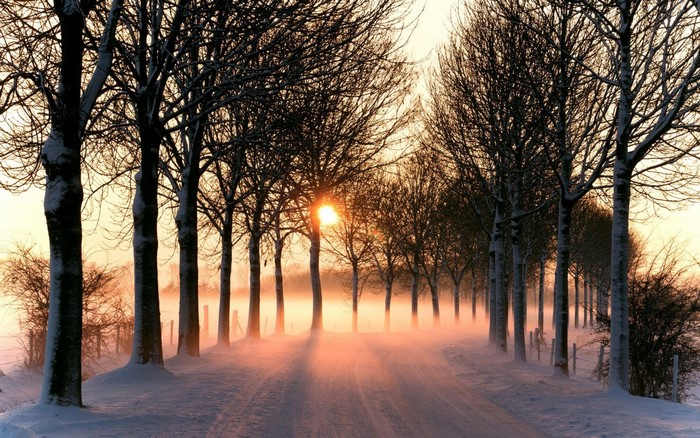 Snowy road lined with trees at sunrise with mist