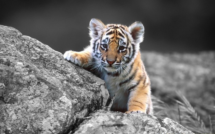 A tiger cub on a rock