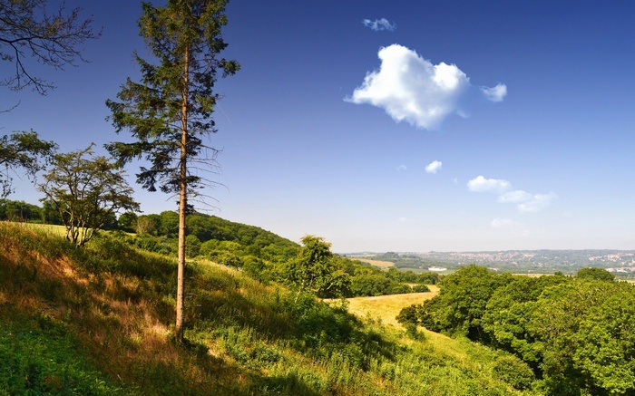 A lone pine tree on a grassy hill under a blue sky