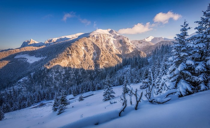 Snow-covered mountains and pine forest at sunset