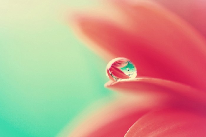 Macro photography of a water drop on a red flower petal