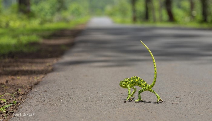 A chameleon walks on a road in a forest
