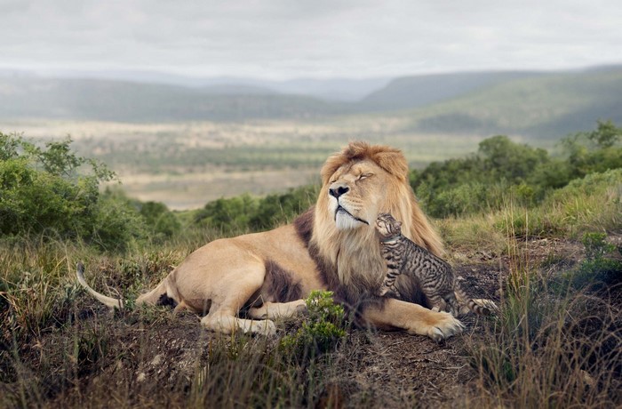 Lion and kitten resting in a savanna landscape