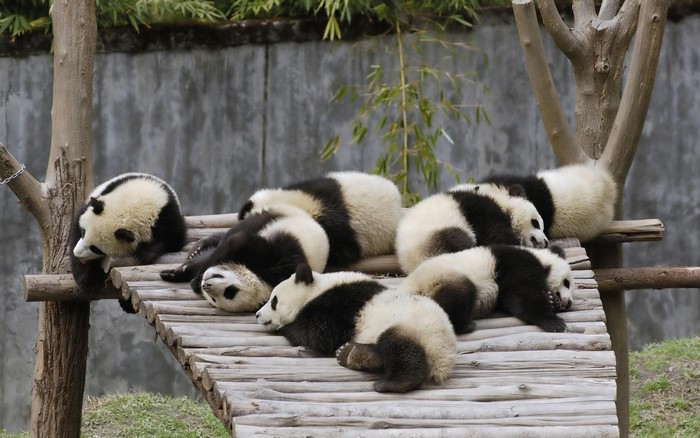 Sleeping Baby Giant Pandas on Wooden Platform