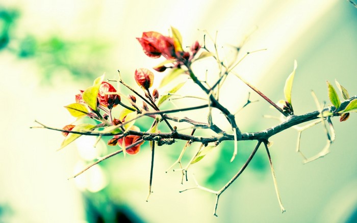 Close up of red flower buds on a branch
