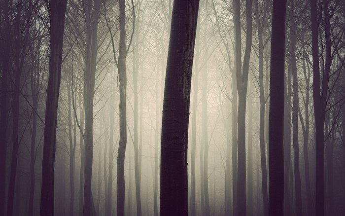 Misty forest with tall trees and fog