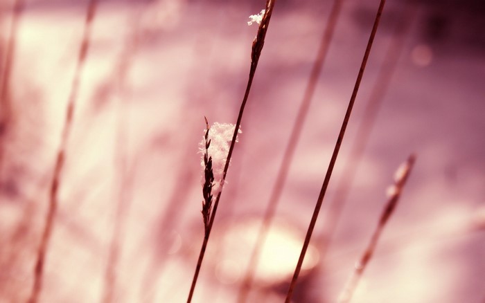 Close-up of grass with snow in pink light