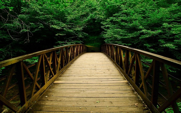 Wooden bridge in a dense green forest