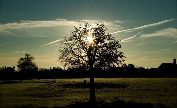 Sun shining through a tree at sunset