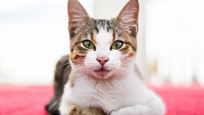 Close-up of a tabby and white cat with green eyes