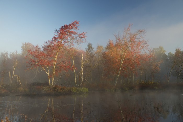 Autumn trees reflected in misty wetland at sunrise
