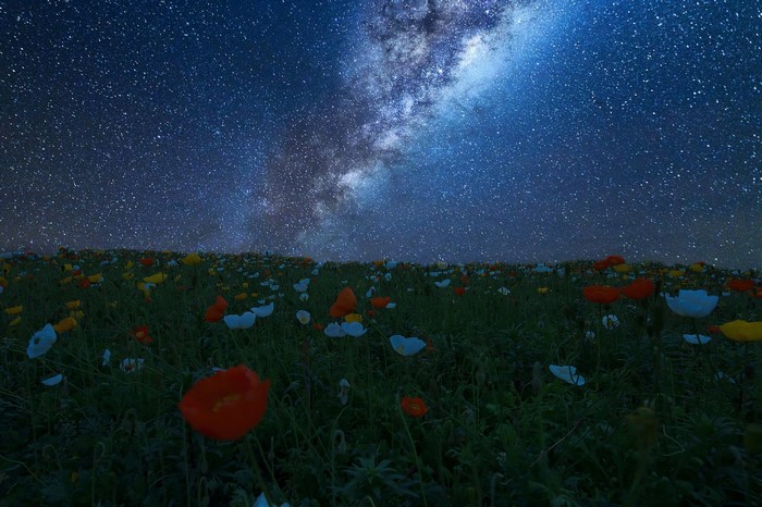 Field of poppies under the Milky Way