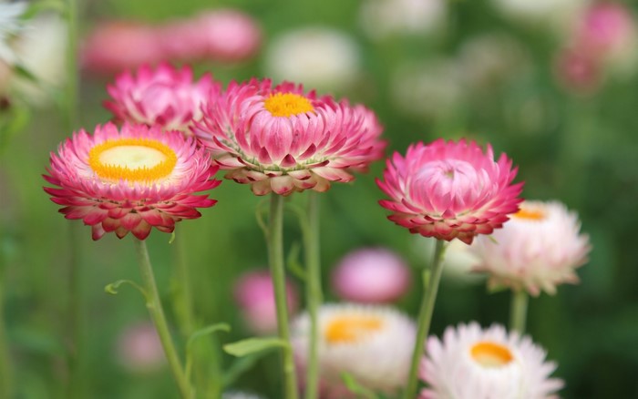 Vibrant Pink and Yellow Daisy Flowers in Bloom