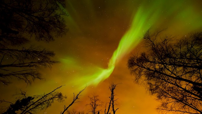 Aurora Borealis over silhouetted trees