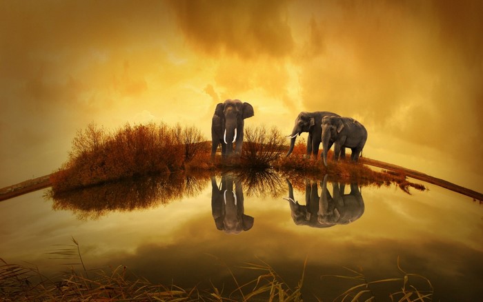 Elephants reflected in water at sunset