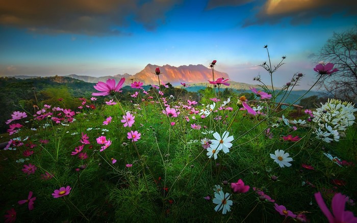 Field of Cosmos flowers with mountains at sunset